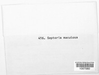 Septoria maculosa image